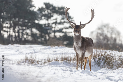 Fallow deer in wintertime with fresh fallen snow.