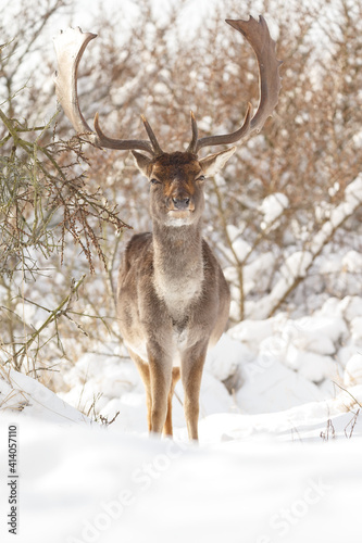 Fallow deer in wintertime with fresh fallen snow.