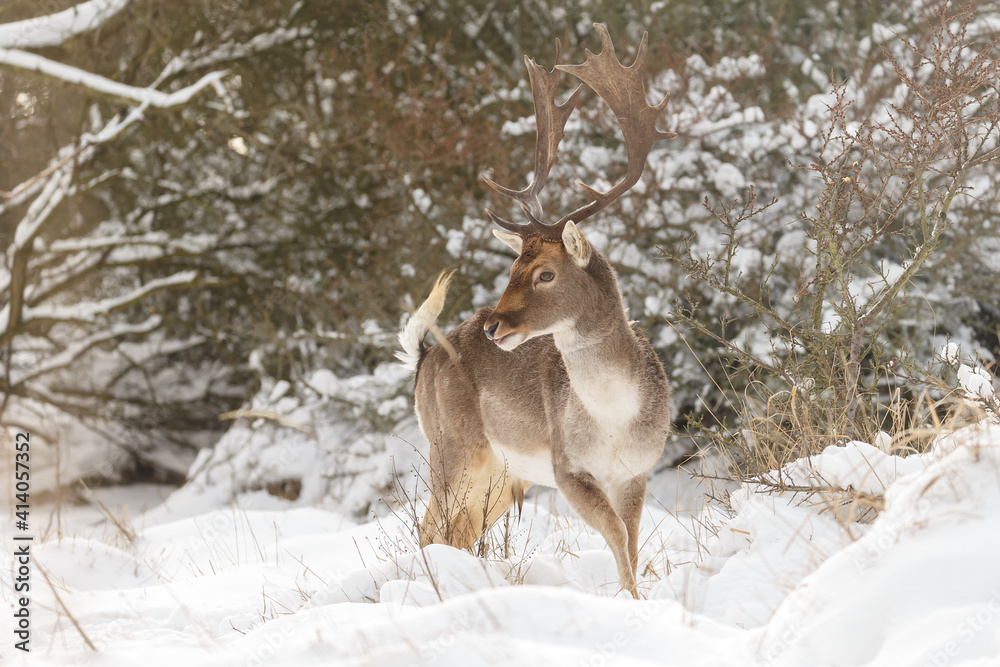 Fallow deer in wintertime with fresh fallen snow. Fallow deer in wintertime with fresh fallen snow.