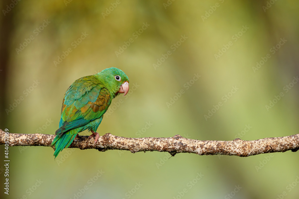 Orange-chinned parakeet (Brotogeris jugularis) perched on a branch in the rainforest in Boca Tapada, Costa Rica Orange-chinned parakeet (Brotogeris jugularis) perched on a branch in the rainforest in Boca Tapada, Costa Rica
