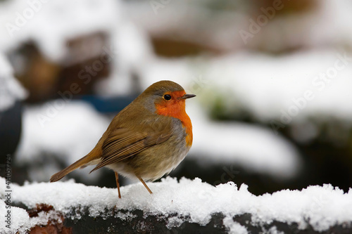 European Robin (Erithacus rubecula) in the snow in the forest of Overijssel in the Netherlands. © henk bogaard