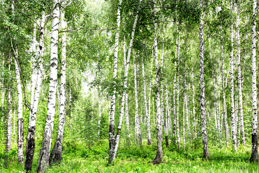 Fototapeta premium Beautiful birch grove in the summer. Summer rest