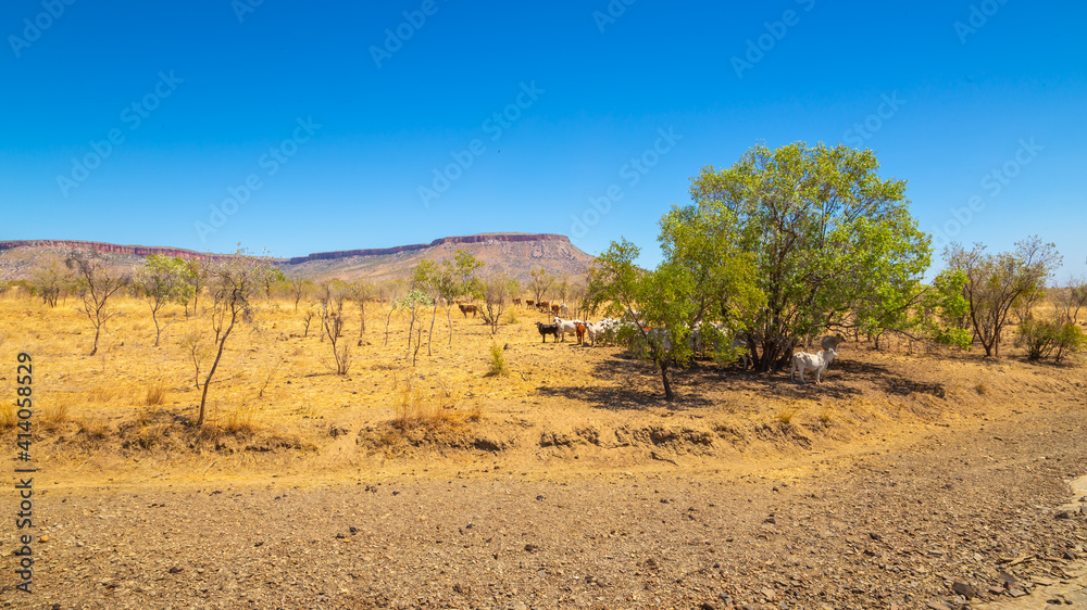 Australian pastoral station cattle shade under a small tree near the Cockburn Range near Wyndham on the Karunjie Track