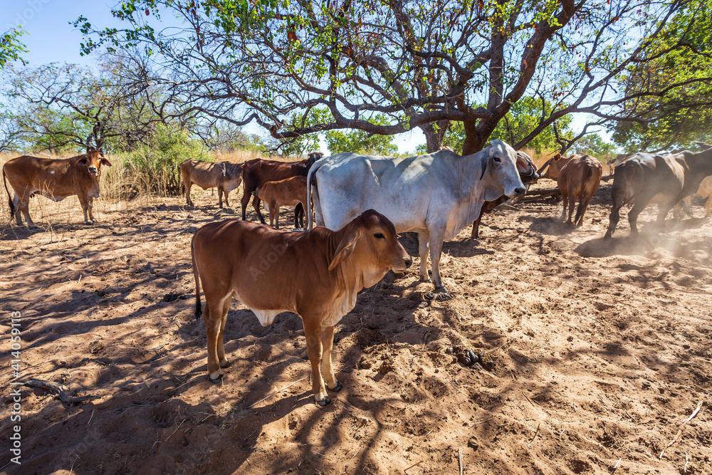 Australian pastoral station calf shades under a small tree near the Cockburn Range near Wyndham on the Karunjie Track Australian pastoral station calf shades under a small tree near the Cockburn Range near Wyndham on the Karunjie Track