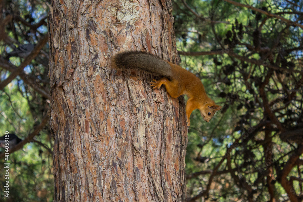 Squirrel on a tree in the forest