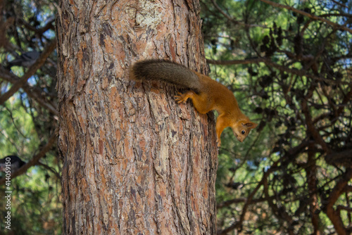 Squirrel on a tree in the forest