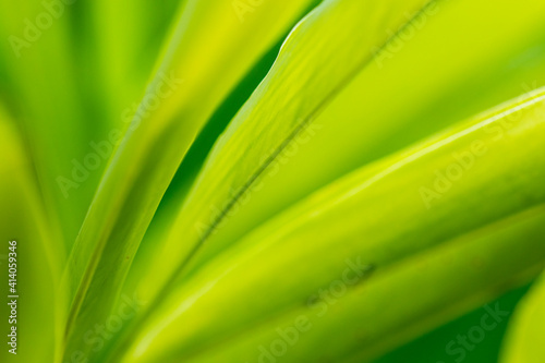 background nature colorful leaf green in rainy season