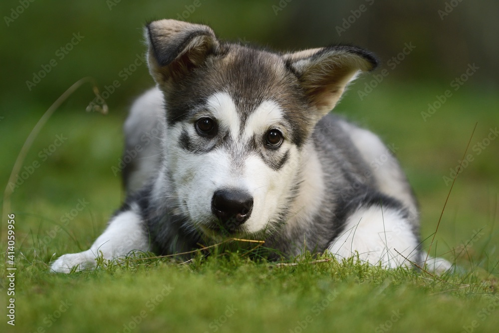 Alaskan Malamute puppy dog lies in the forest Alaskan Malamute puppy dog lies in the forest