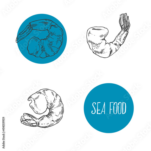 Hand drawn vector illustration of shrimps, prawns. Isolated seafood images for design, packaging, menu