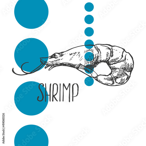Hand drawn vector illustration of shrimps, prawns. Isolated seafood images for design, packaging, menu