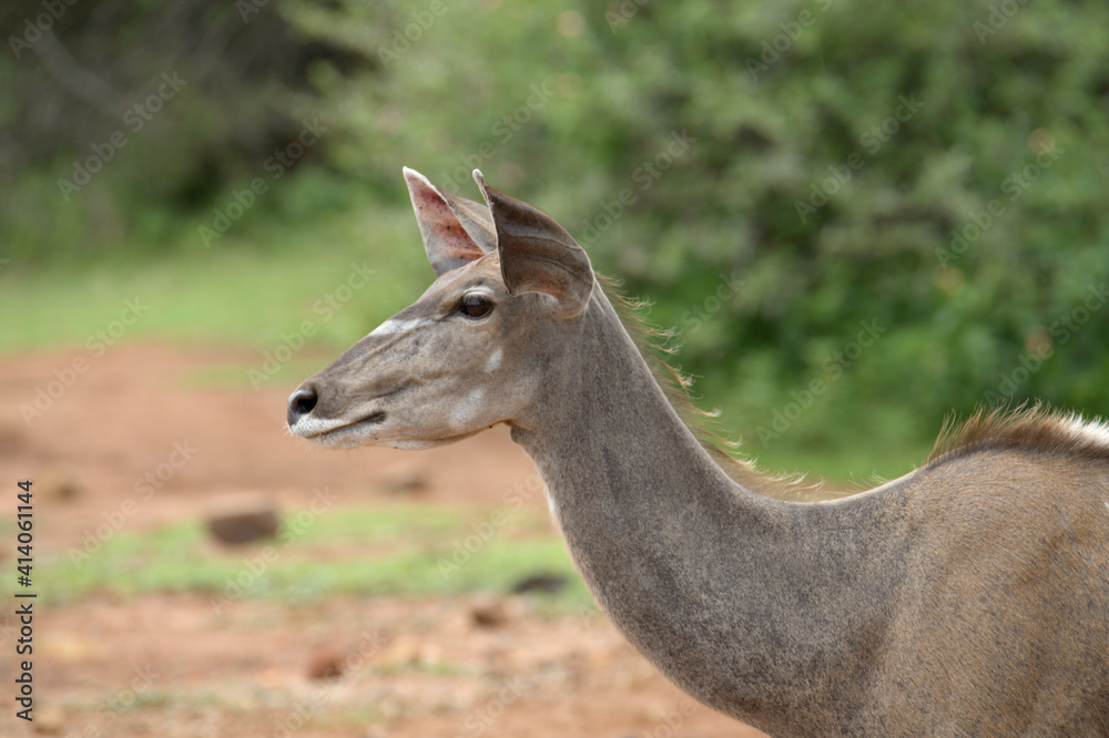 Watchful Greater kudu ewe, Pilanesberg Game Reserve, North West, South Africa.