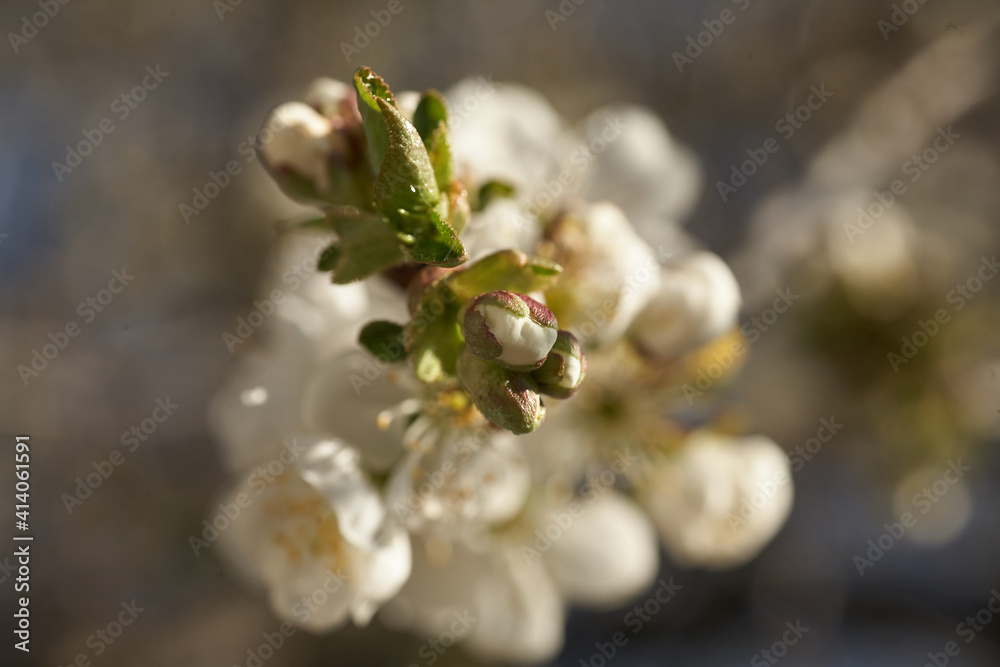 Close up white cherry blossom tree in the spring Close up white cherry blossom tree in the spring