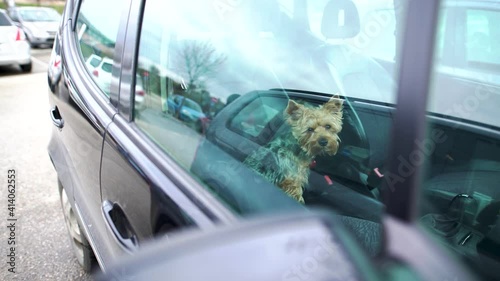 Dog left in car with windows closed.