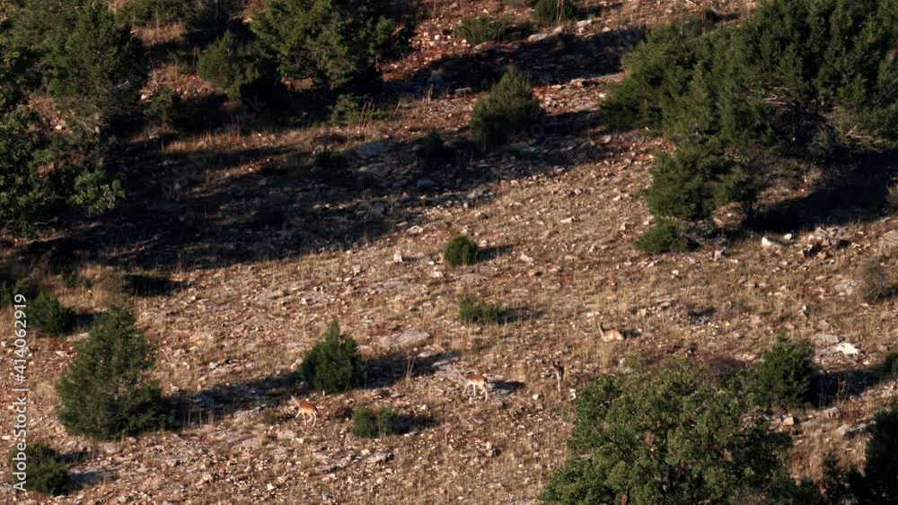 Male fallow deer following female Male fallow deer following female