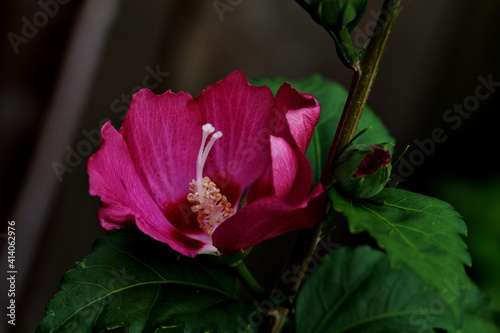 Closeup shot of a beautiful hibiscus flower in the town of Ambt Delden in Twente, the Netherlands photo