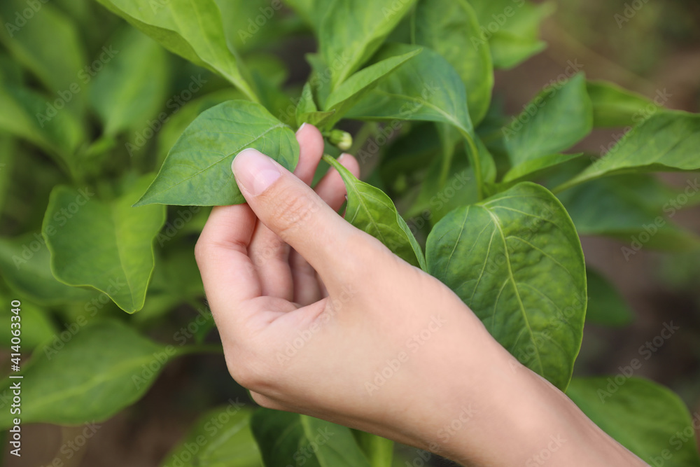 Woman touching leaves on plant in garden, closeup Woman touching leaves on plant in garden, closeup