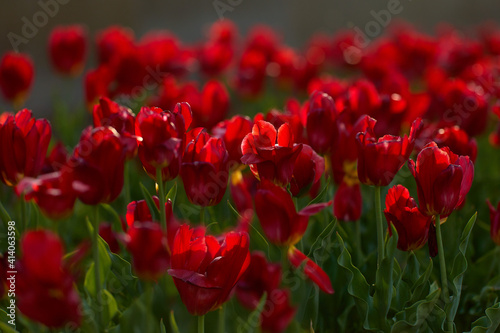 Red tulips in a flowerbed in spring