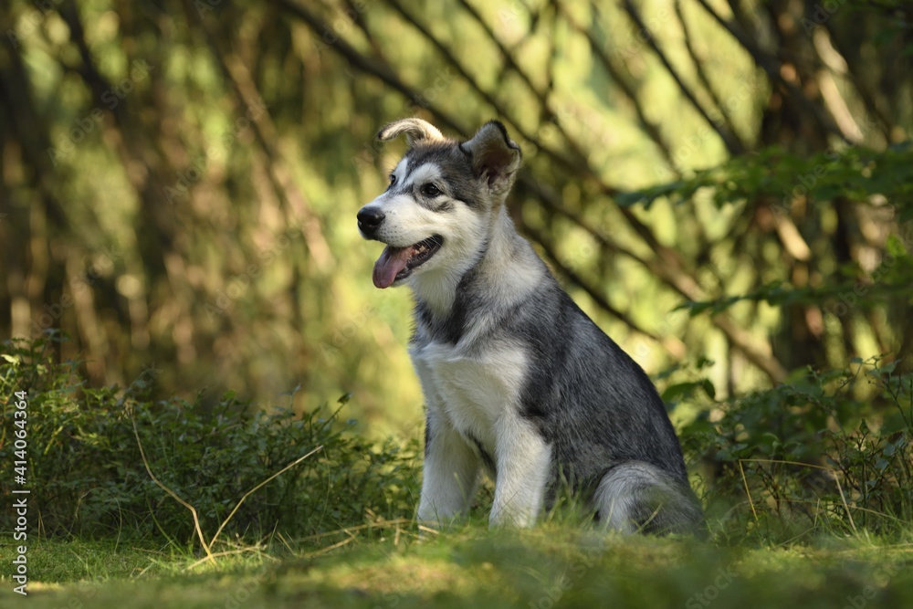 Alaskan Malamute puppy dog sits in the forest Alaskan Malamute puppy dog sits in the forest