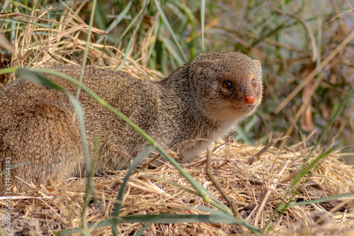 The Indian grey mongoose is a mongoose species native to the Indian subcontinent and West Asia. photo