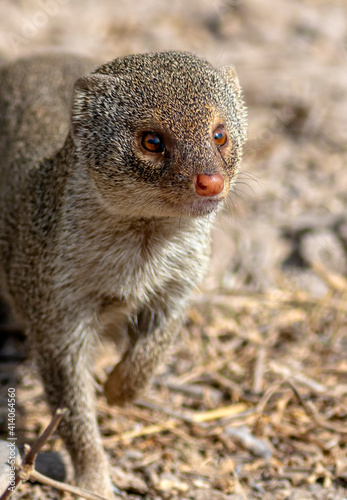 The Indian grey mongoose is a mongoose species native to the Indian subcontinent and West Asia. photo