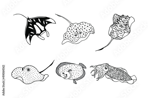 Set of sea animals. Electric rays, fish flounder, cuttlefish. Vector stock illustration eps10. Isolate on white background, outline, hand drawing. 
