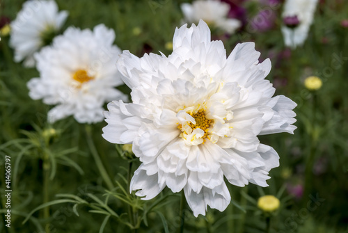 Garden Cosmos (Cosmos bipinnatus) in garden