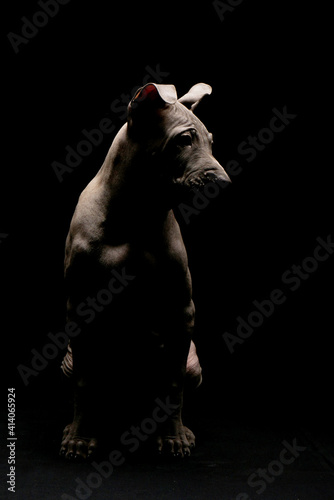 Portrait of a Thai ridgeback on a black background