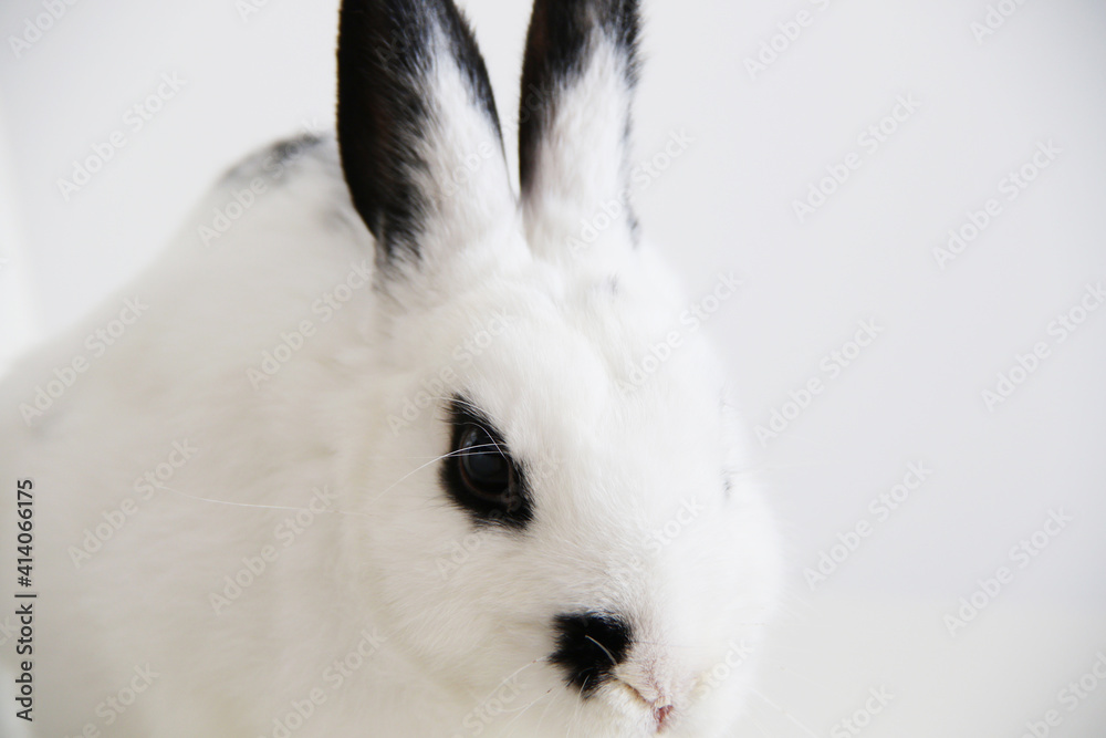 Obraz premium cute black and white miniature rabbit