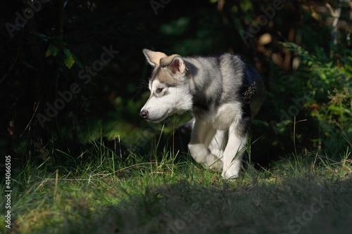 Alaskan Malamute puppy dog stands in the forest  © AnetaPics