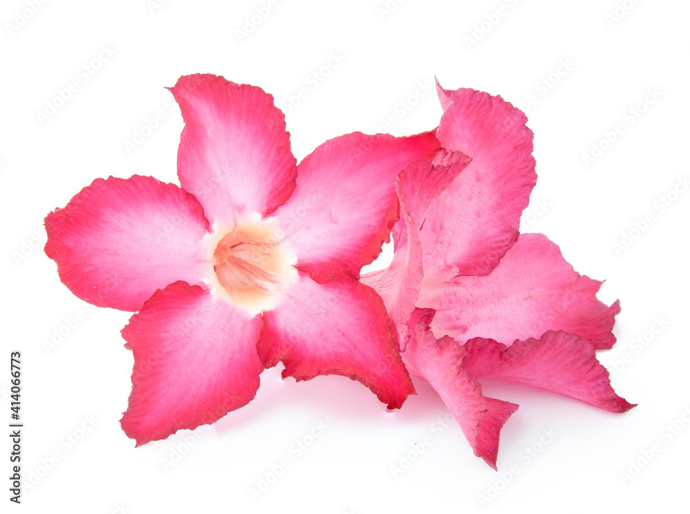 Azalea pink isolated on white background