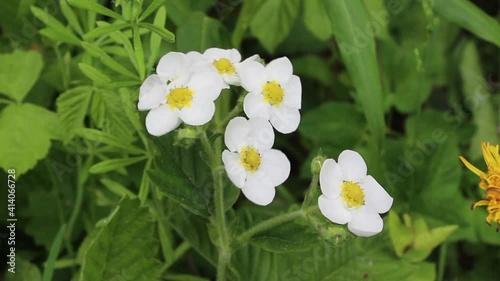 White spring flowers sway in the wind. Green leaves in the background