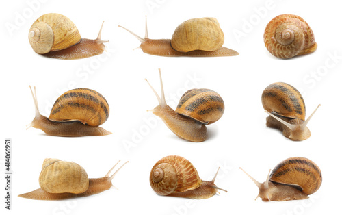 Collection of common garden snails on white background