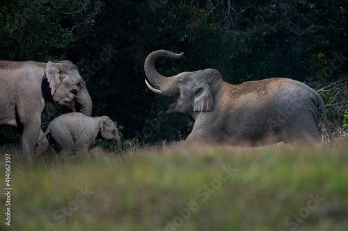A lovely family of Asian wild elephants.