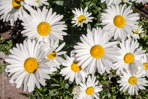 Ox-eye Daisy  Leucanthemum vulgare  in garden