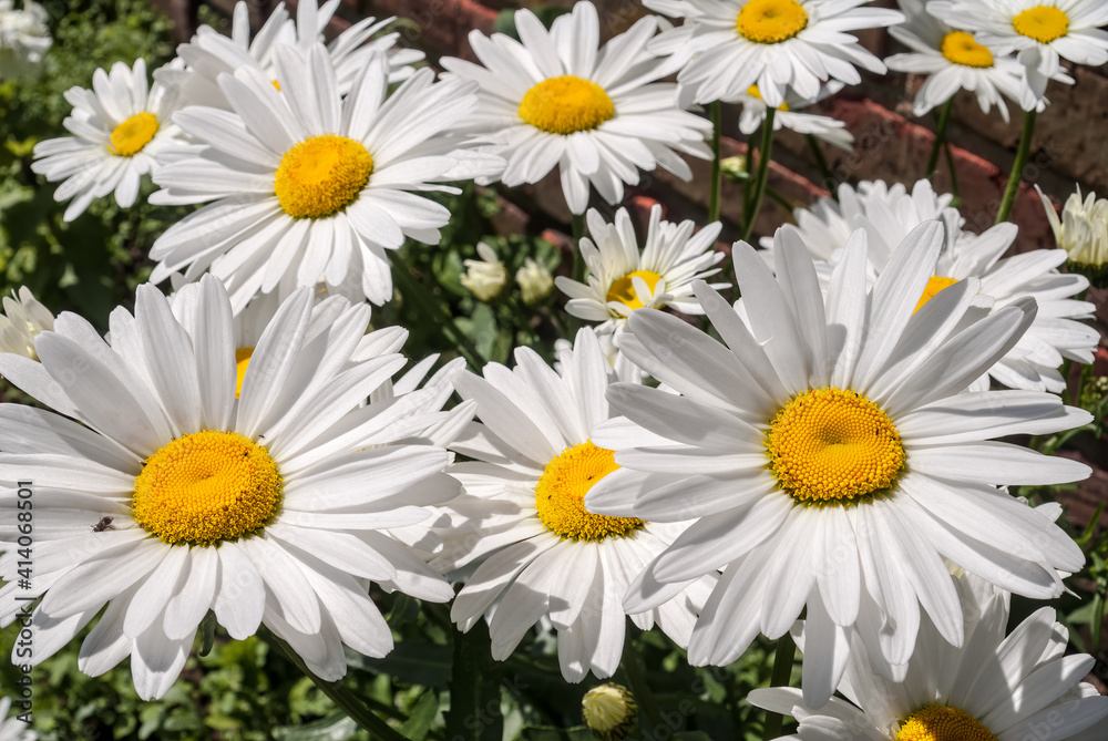 Ox-eye Daisy (Leucanthemum vulgare) in garden Ox-eye Daisy (Leucanthemum vulgare) in garden