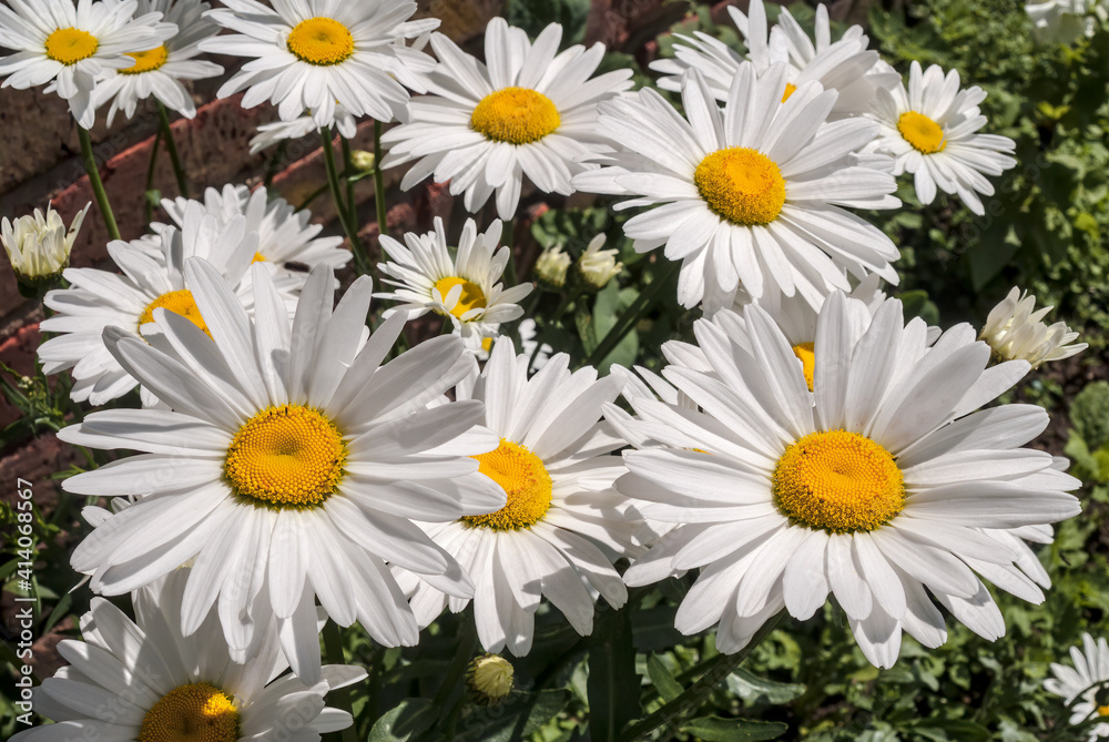 Ox-eye Daisy (Leucanthemum vulgare) in garden Ox-eye Daisy (Leucanthemum vulgare) in garden