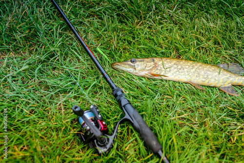 Caught pike lies on the grass with a spinning rod