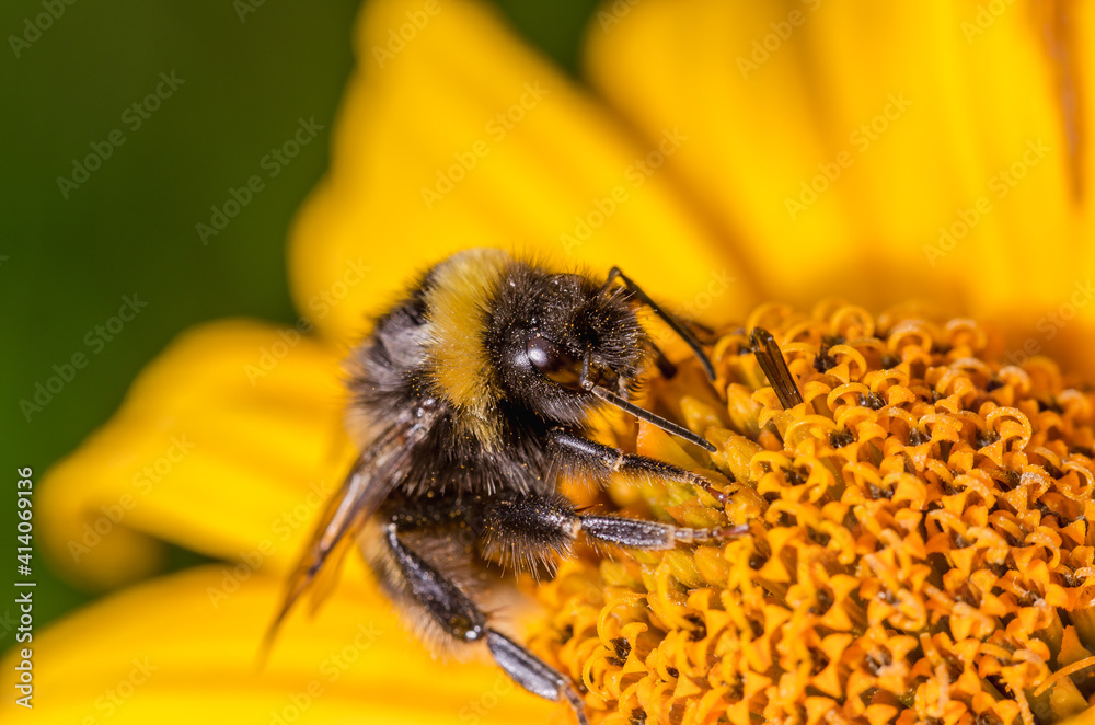 Bumblebee pollinates yellow flower. Sunny day. Bumblebee pollinates yellow flower. Sunny day.
