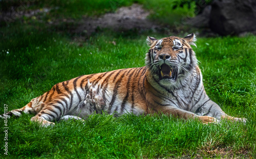 Siberian tiger female on the lawn. Latin name - Panthera tigris altaica