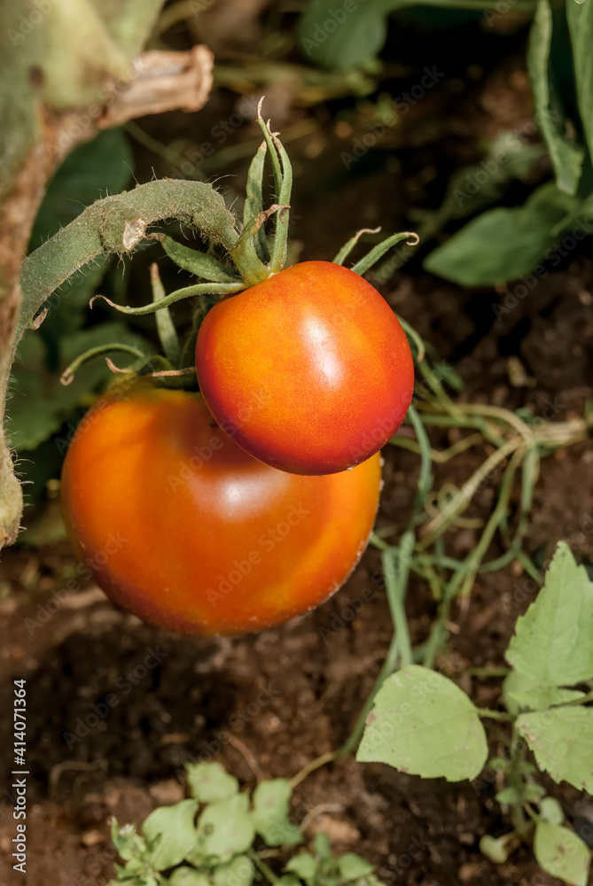Tomato Plant (Lycopersicon esculentum) in vegetable garden