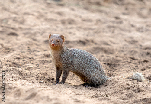 The Indian grey mongoose is a mongoose species native to the Indian subcontinent and West Asia. photo