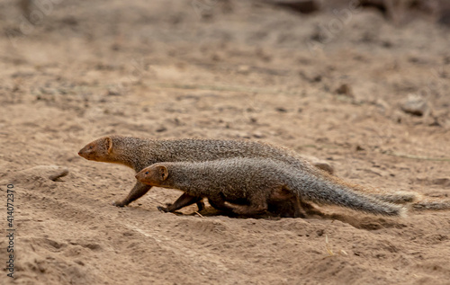 pair of  Indian grey mongoose in desert  photo