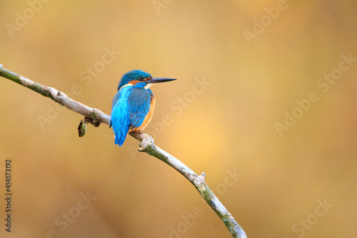 Common kingfisher is sitting on his favorite branch and hunting for small fish with beautiful autumn colors. 