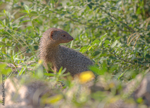 The Indian grey mongoose is a mongoose species native to the Indian subcontinent and West Asia. photo