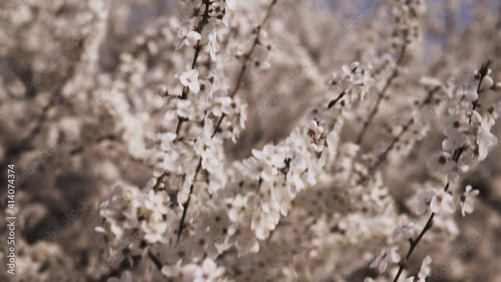 Early spring plum blossoms after winter, elegant and clean white plum blossoms Early spring plum blossoms after winter, elegant and clean white plum blossoms
