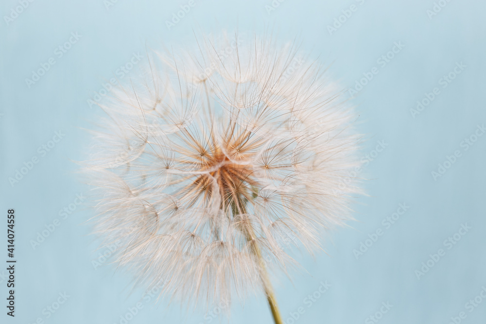 dandelion goatbeard on turquoise background