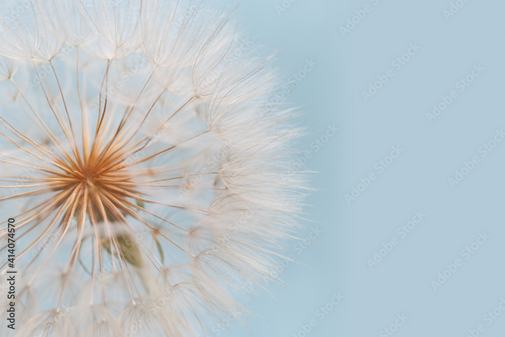 dandelion goatbeard on turquoise background