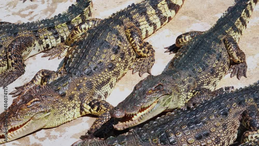 Herd of Crocodiles is waiting for food. Hungry alligators on the ground. Crocodile eats chicken big piece. Herd of Crocodiles is waiting for food. Hungry alligators on the ground. Crocodile eats chicken big piece.