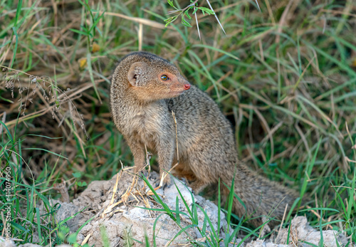 The Indian grey mongoose is a mongoose species native to the Indian subcontinent and West Asia. photo