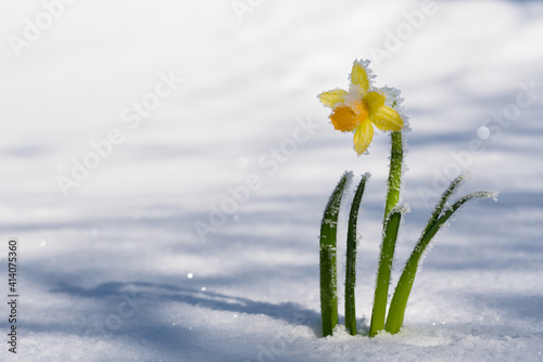 gelbe narzisse durchbricht weiße schneedecke,  frühlingserwachen naturkonzept